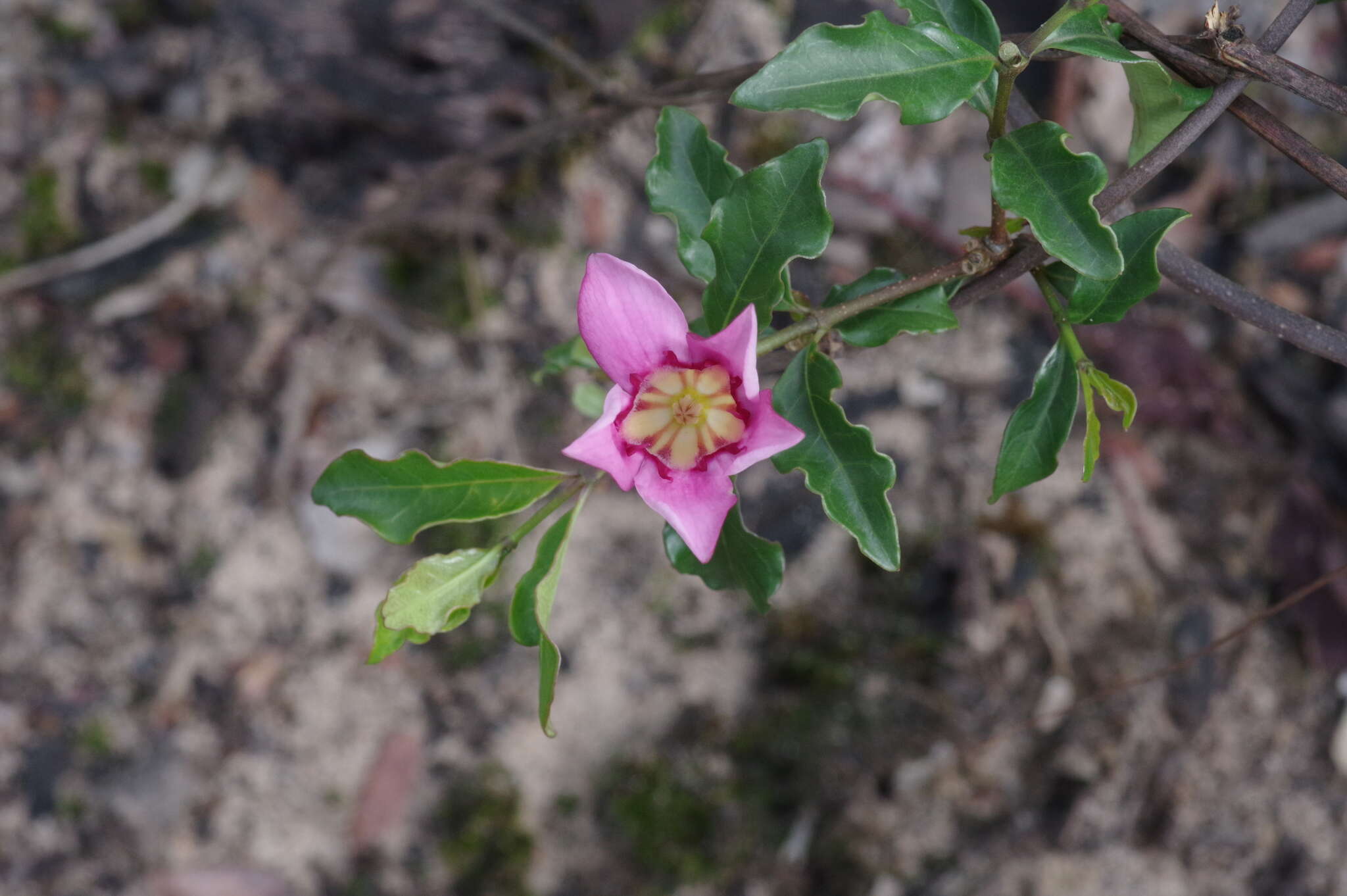 Image of Strophanthus welwitschii (Baill.) K. Schum.