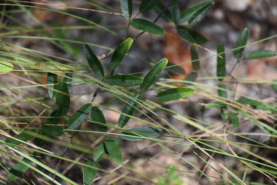 Image of sweetscented pigeonwings