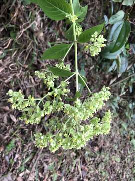 Image of Patrinia villosa (Thunb.) Juss.