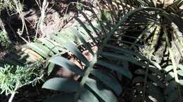 Image of Suurberg Cycad