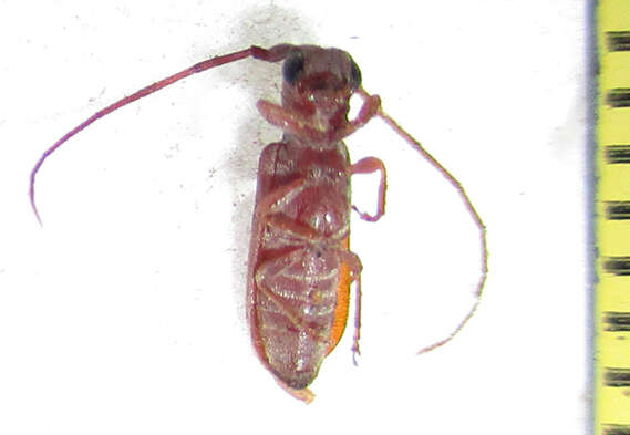 Image of Eunidia obliquevittipennis Breuning 1971