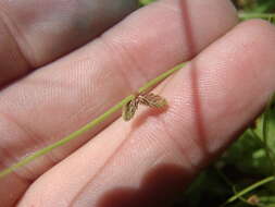 Image of Small-Flower Halfchaff Sedge