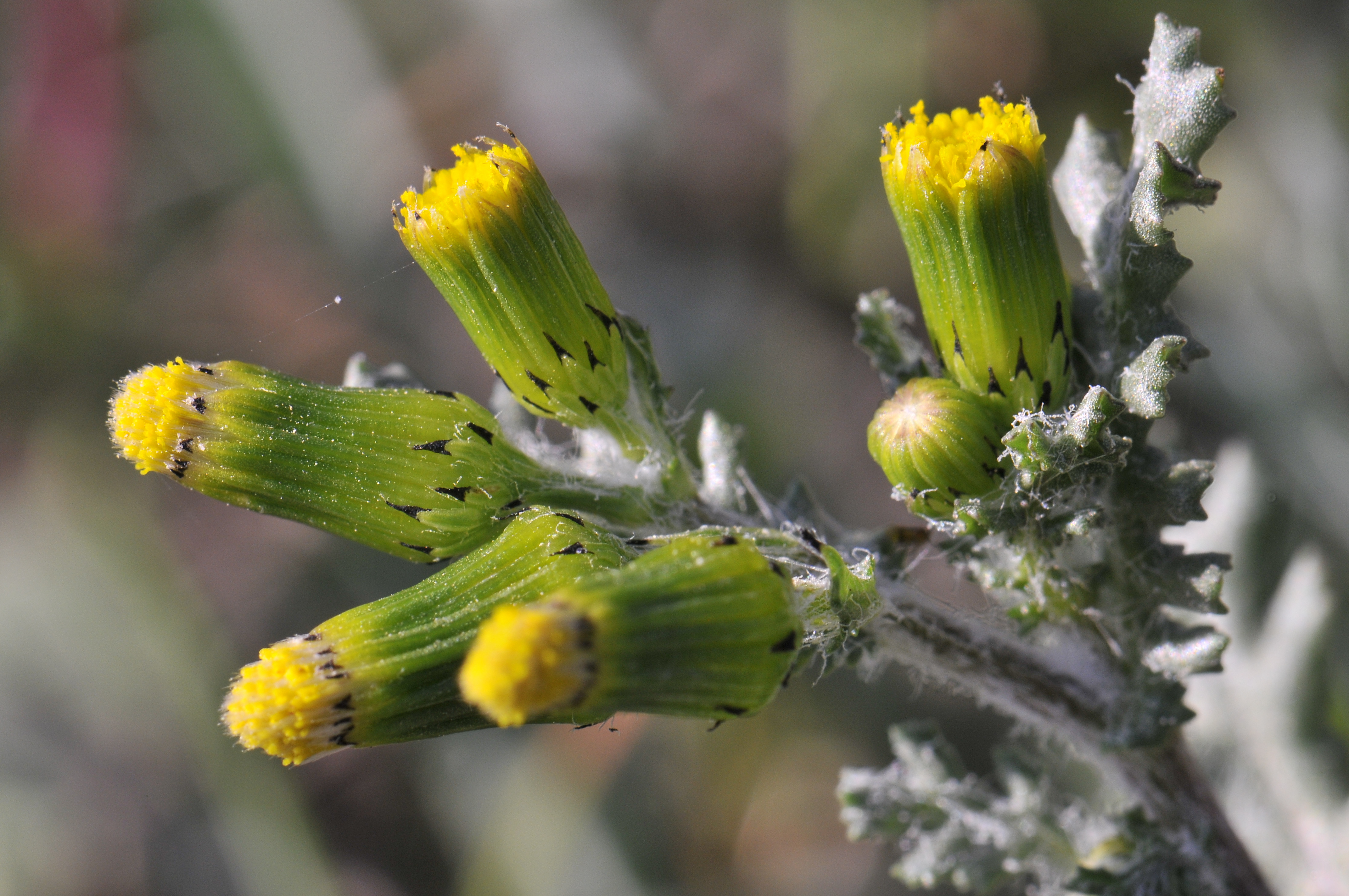 Senecio vulgaris (rights holder: Jos Mara Escolano)