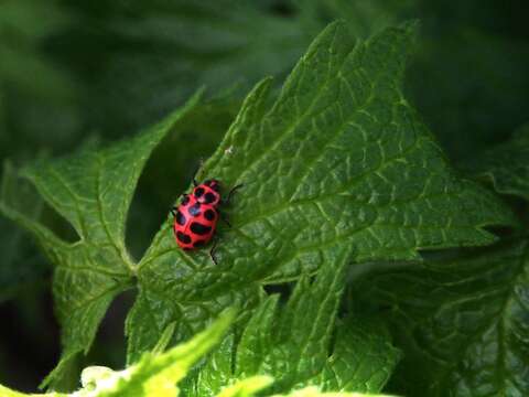 Image of Spotted Lady Beetle