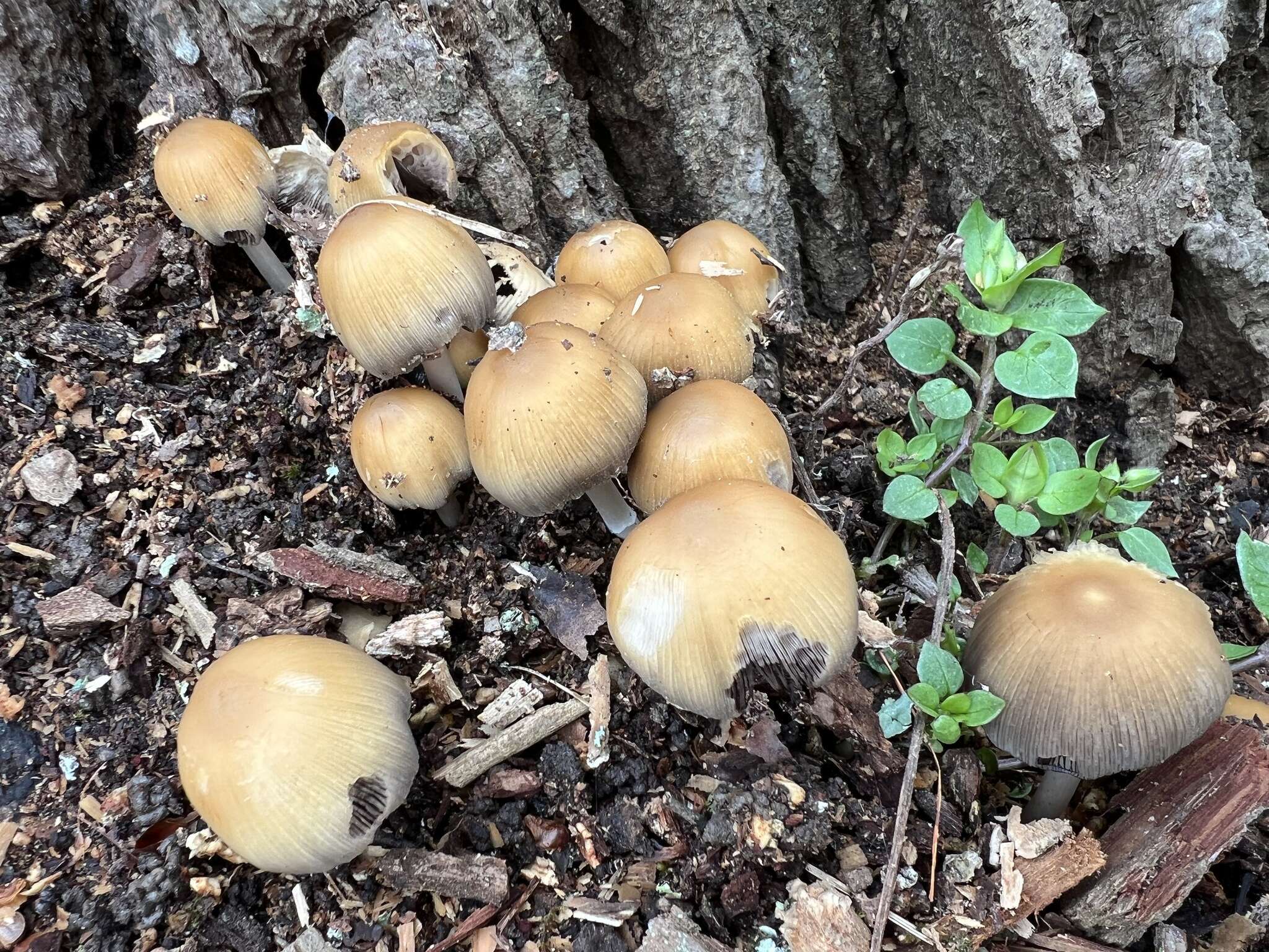 Image of Coprinellus truncorum (Scop.) Redhead, Vilgalys & Moncalvo 2001