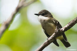 صورة Pachycephala caledonica (Gmelin & JF 1789)