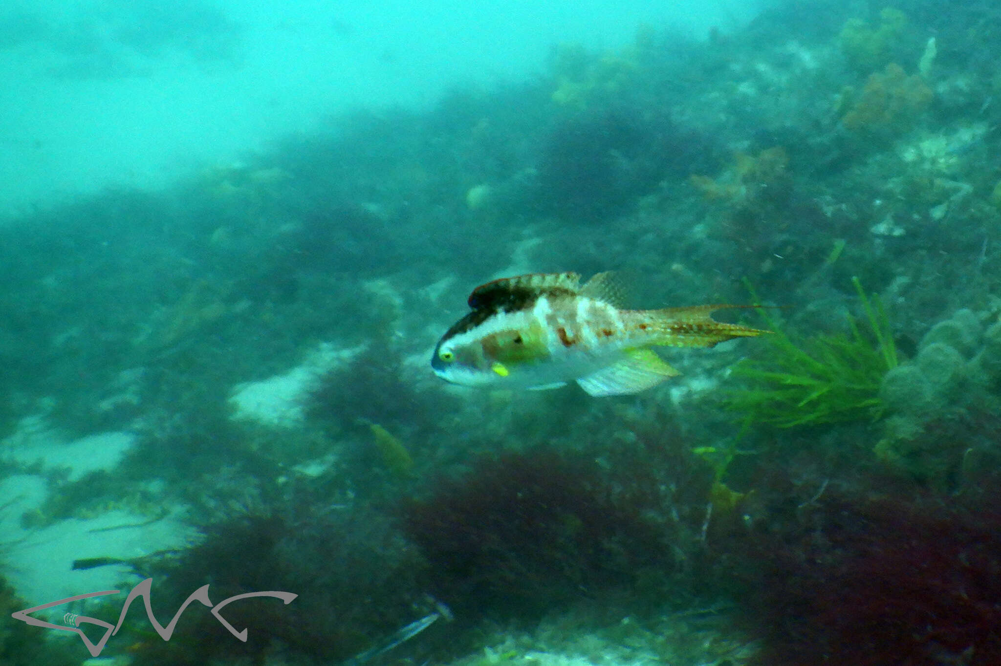 Oxycheilinus bimaculatus (Valenciennes 1840) resmi