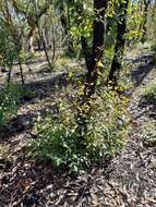 Imagem de Eucalyptus sieberi L. A. S. Johnson