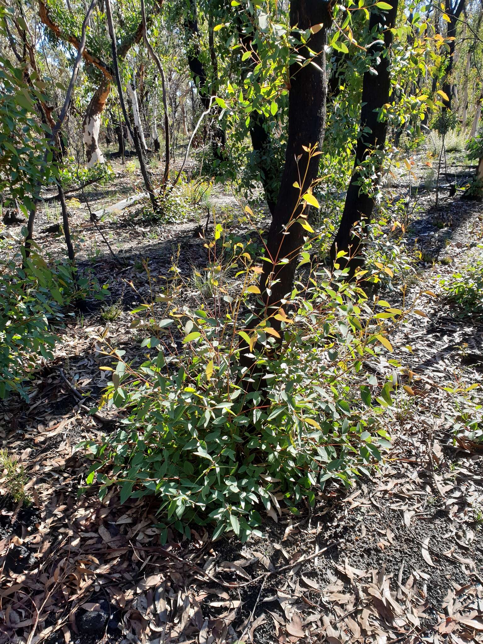 Image of silvertop-ash