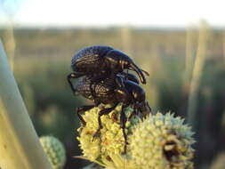 Image of Heilipodus scabripennis Kuschel 1955