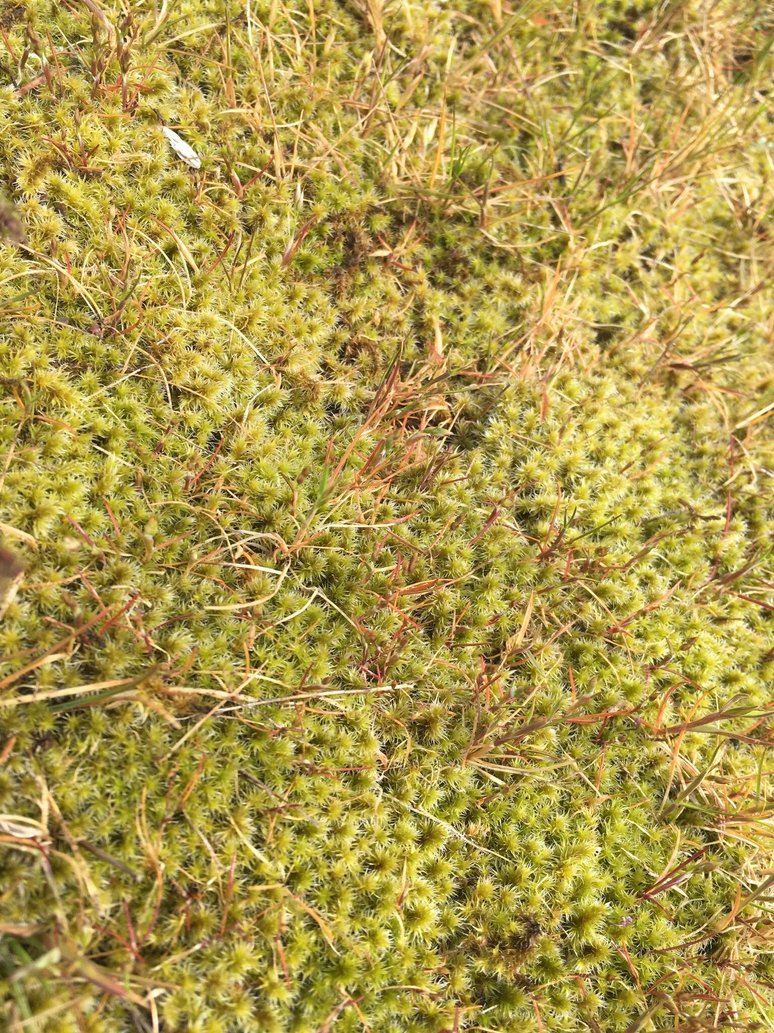 Image of elongate racomitrium moss