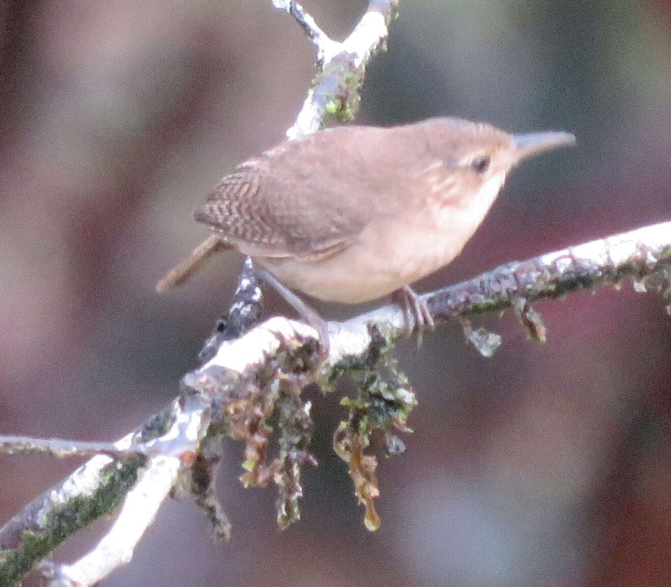 Imagem de Troglodytes aedon intermedius Cabanis 1861