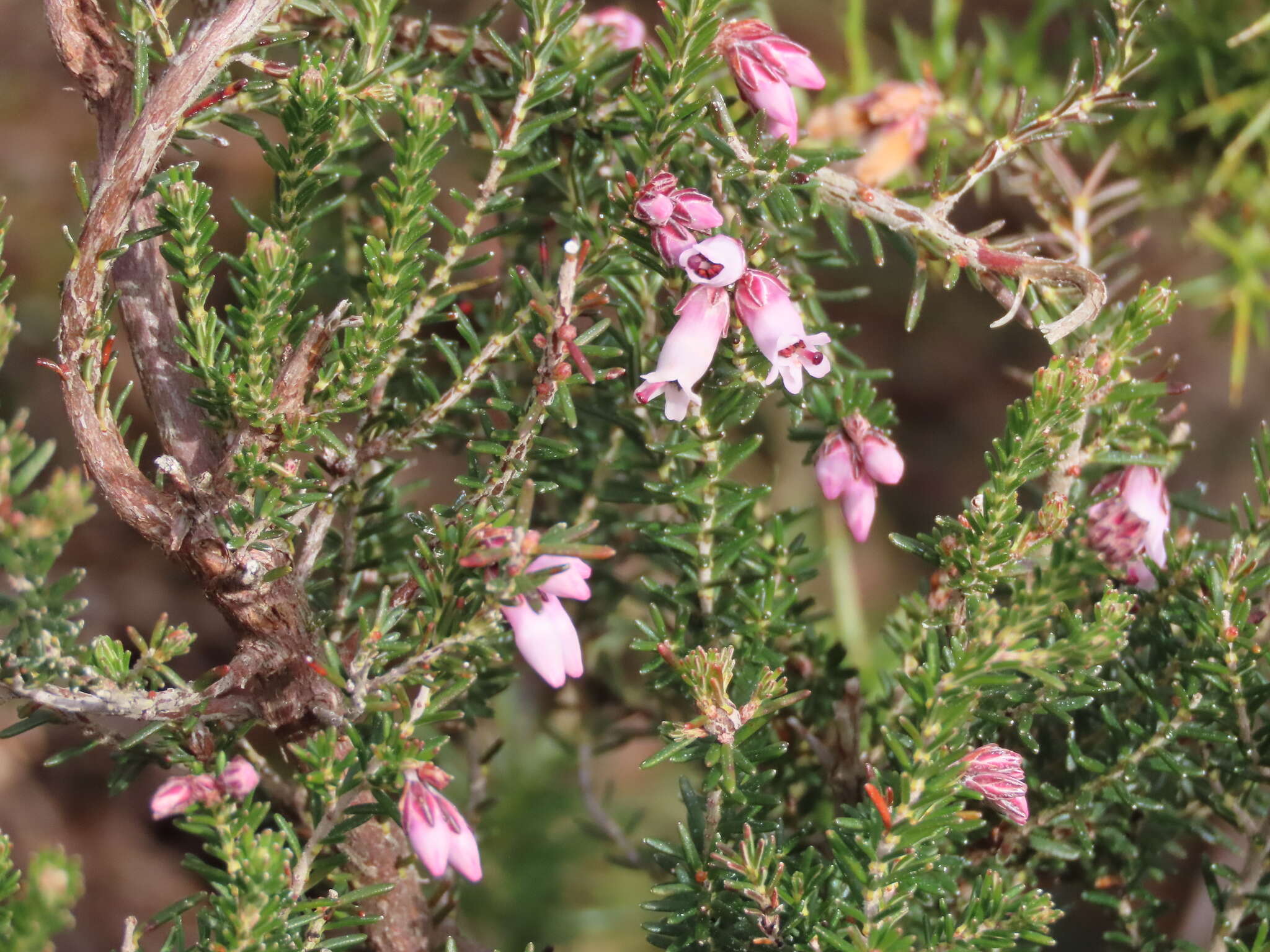 Image of Erica australis subsp. aragonensis