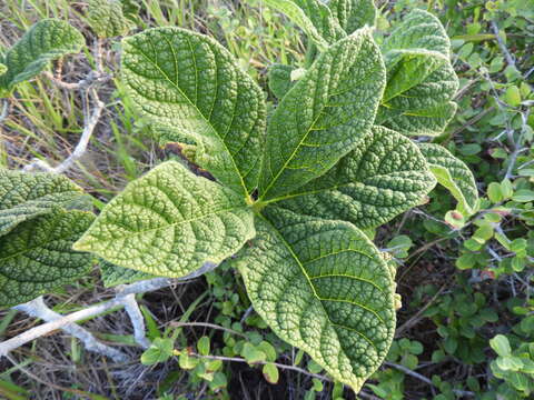 Image of Tocoyena bullata (Vell.) Mart.