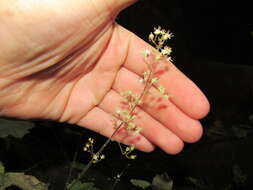 Image of littleleaf alumroot