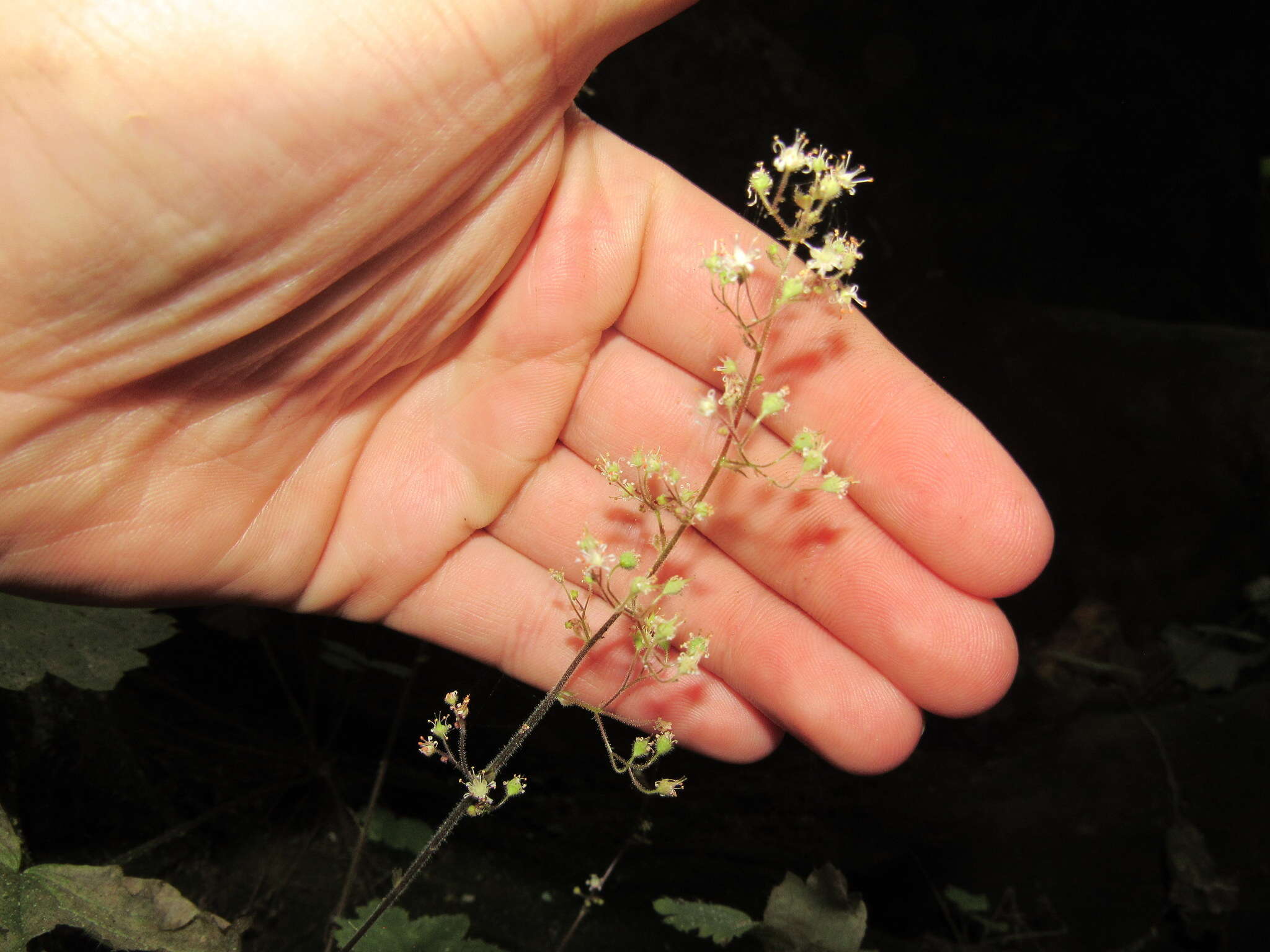 Image of littleleaf alumroot