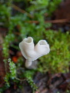 Helvella elastica Bull. 1785的圖片