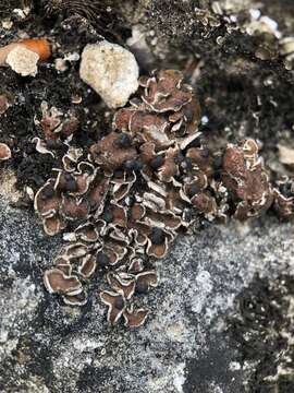 Image of fishscale lichen