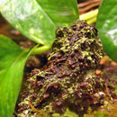Image of mossy frog