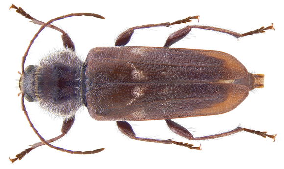 Image of Old-house borer