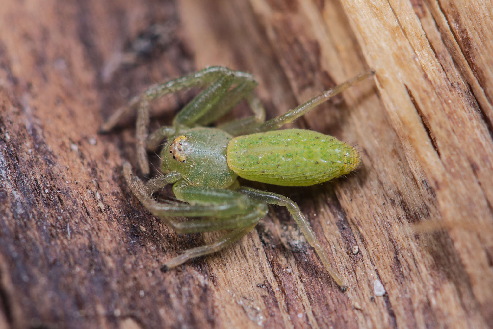 Image of Oxytate striatipes L. Koch 1878