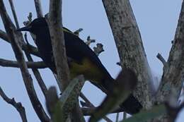 Image of Puerto Rican Oriole