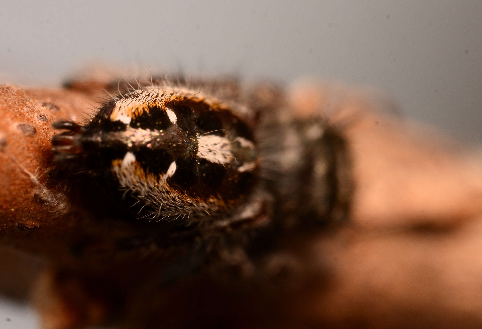 Image of Phidippus insignarius C. L. Koch 1846