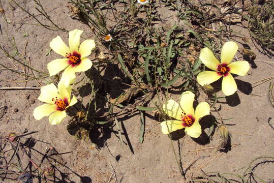 Image of Hibiscus microcarpus Garcke