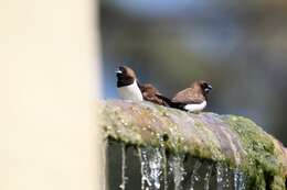 Image of Javan Munia