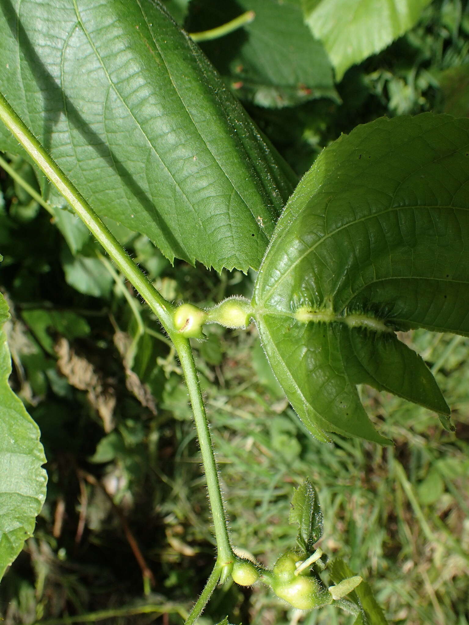 Image of Contarinia tiliarum (Kieffer 1890)