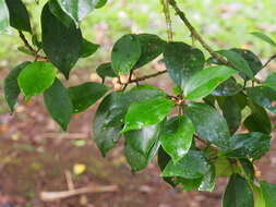 Image of Ficus colubrinae Standl.