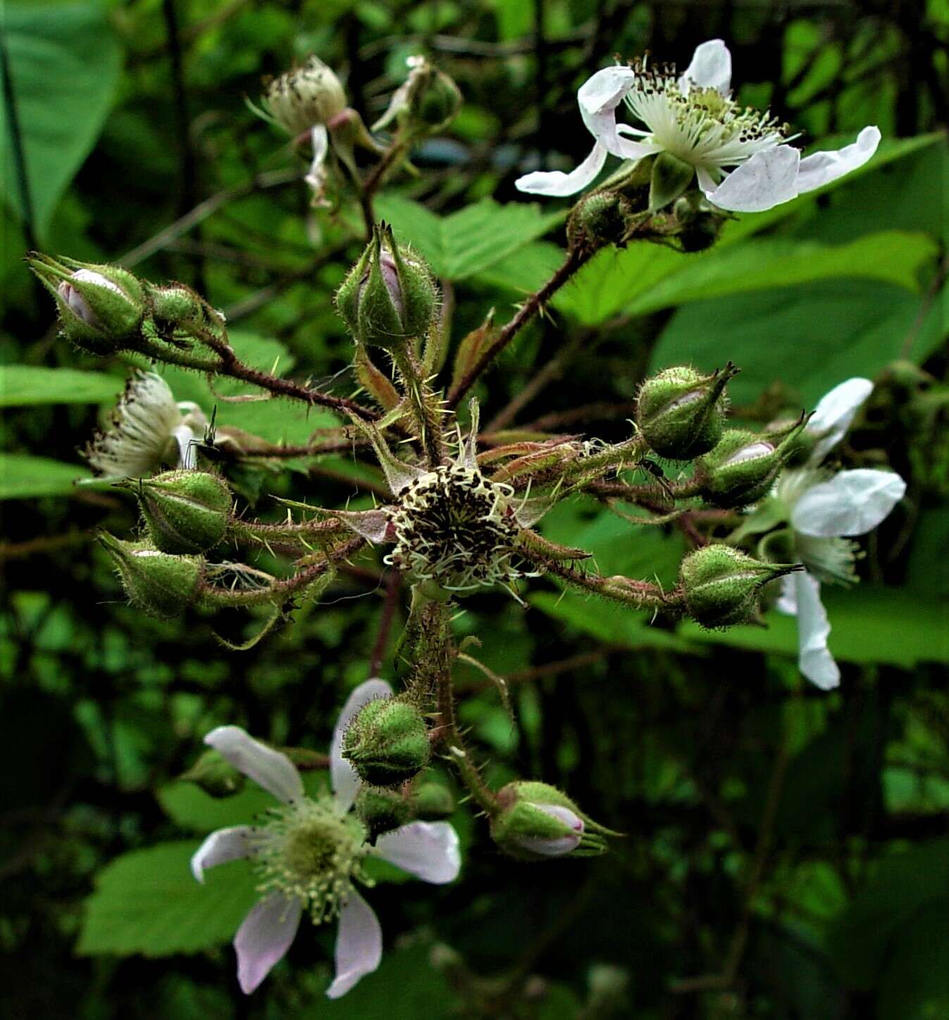 Image of Rubus hylocharis W. C. R. Watson