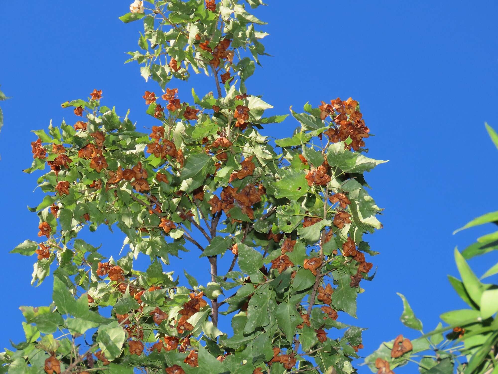 Sivun Dombeya tiliacea (Endl.) Planch. kuva