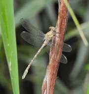 Image of Hemigomphus comitatus (Tillyard 1909)