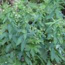 Sivun Euphorbia oblongifolia (K. Koch) K. Koch kuva