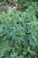 Image of Euphorbia oblongifolia (K. Koch) K. Koch