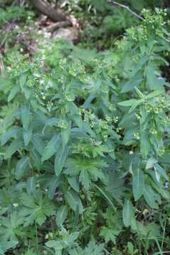 Image of Euphorbia oblongifolia (K. Koch) K. Koch