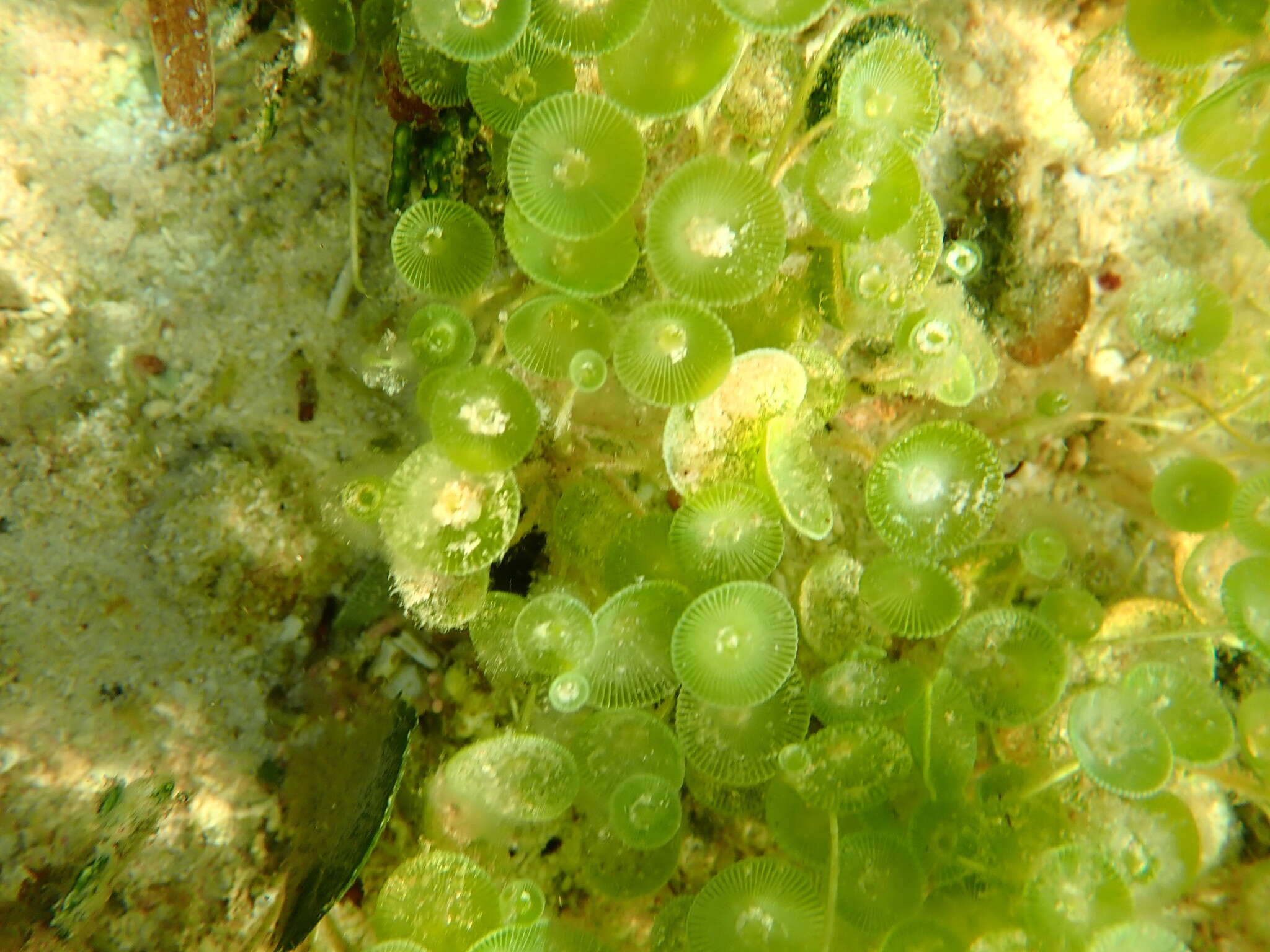 Acetabularia caliculus resmi