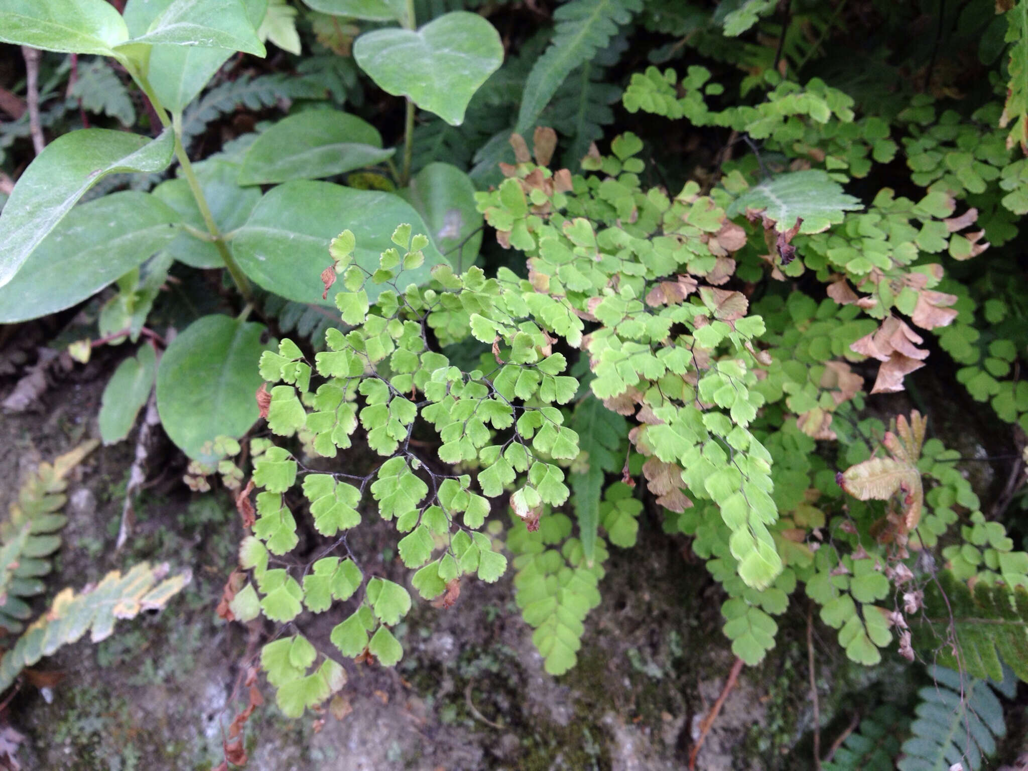 Image de Adiantum raddianum C. Presl