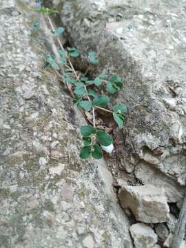 Image of Euphorbia chamaesyce L.