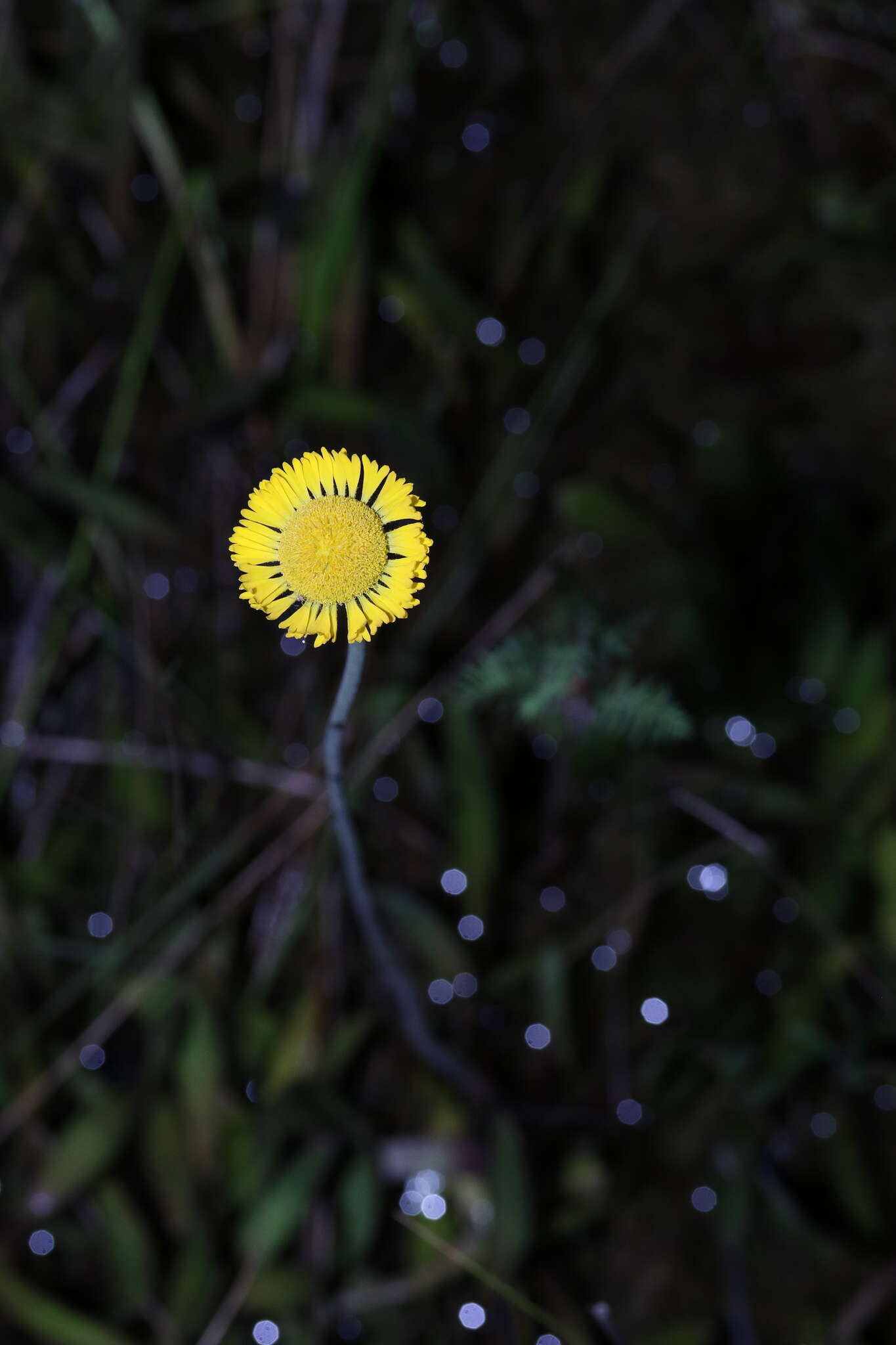 Image of southeastern sneezeweed