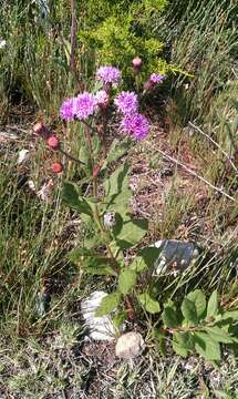 Image of Vernonia greggii A. Gray