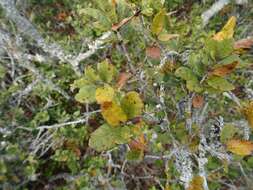 Слика од Quercus sebifera Trel.