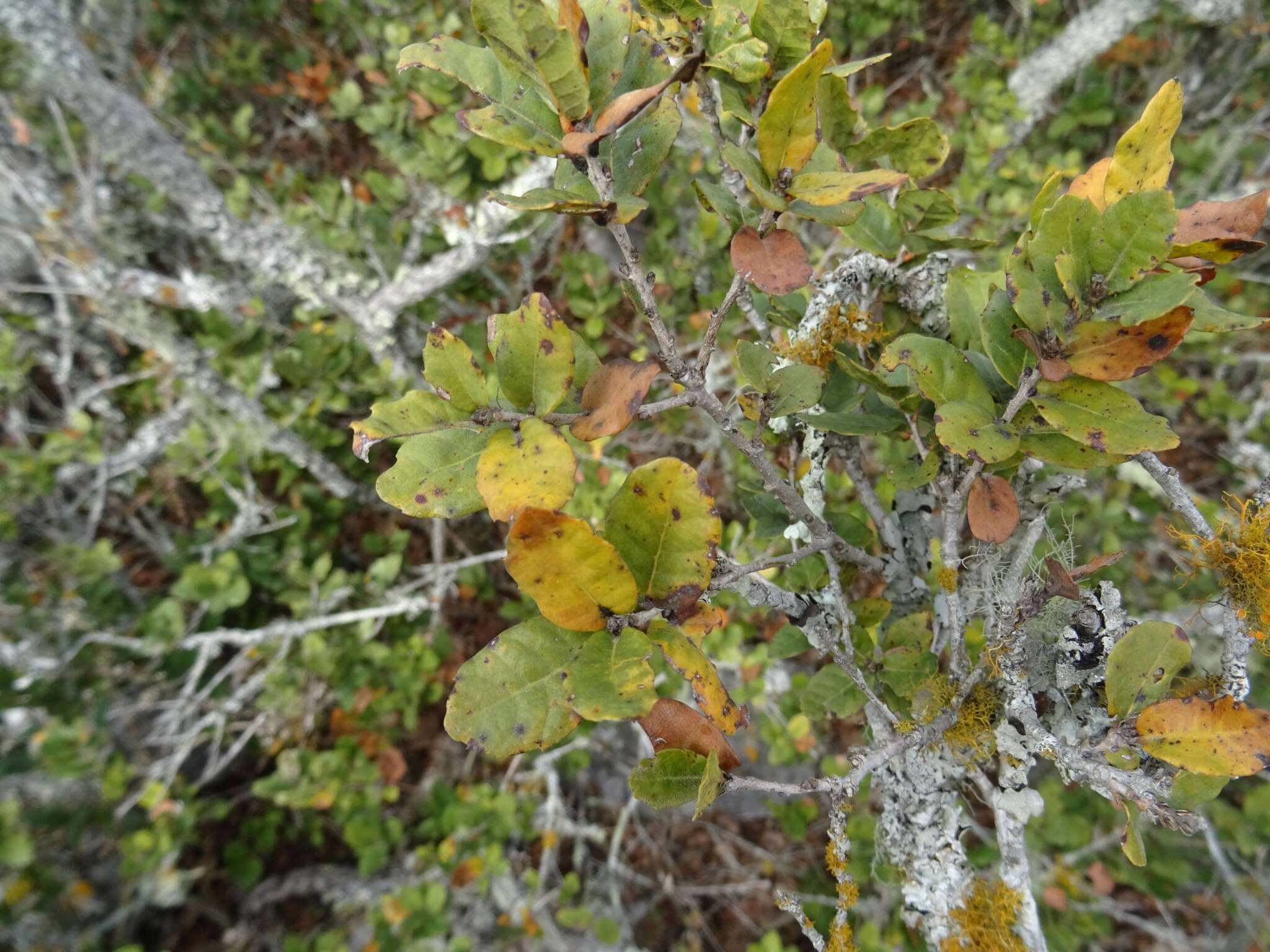 Слика од Quercus sebifera Trel.