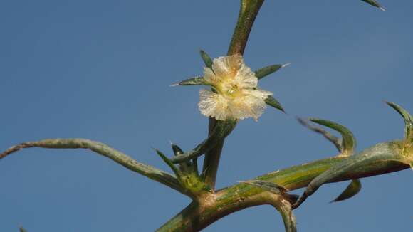 Image of barbwire Russian thistle