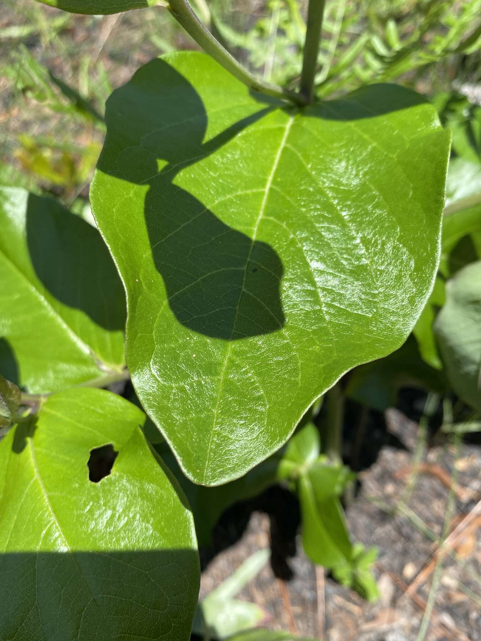 Слика од Baptisia simplicifolia Croom