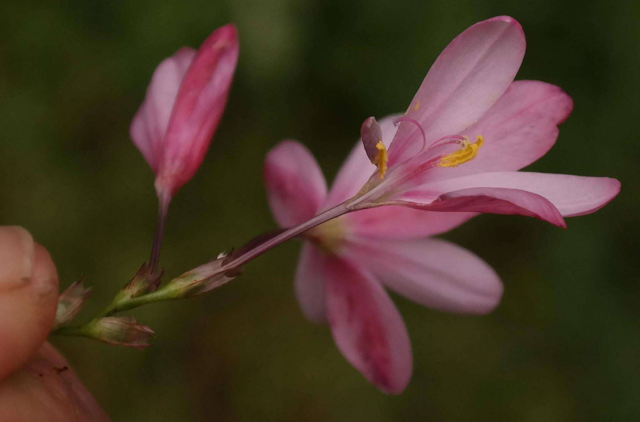 Image of Ixia longituba subsp. longituba