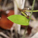 Image of Eriochilus dilatatus subsp. dilatatus