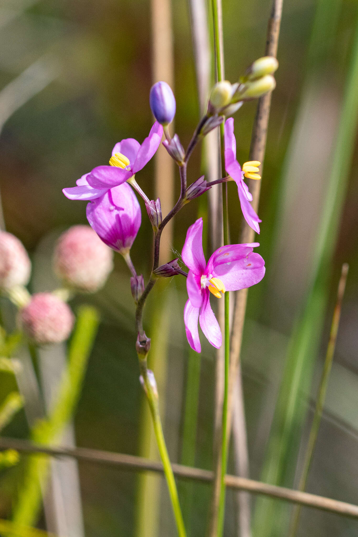 Image of Ixia stricta (Eckl. ex Klatt) G. J. Lewis