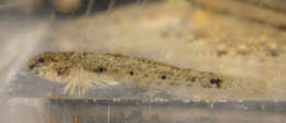 صورة Favonigobius gymnauchen (Bleeker 1860)